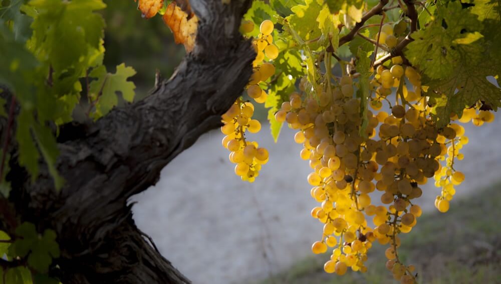 Malvasia di Sardegna