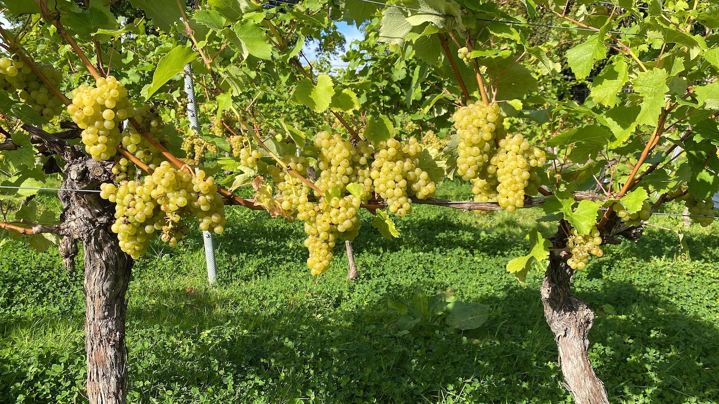 Image courtesy of London Cru