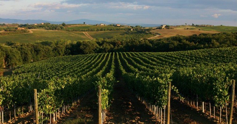 Read more about Rosso di Montepulciano DOC