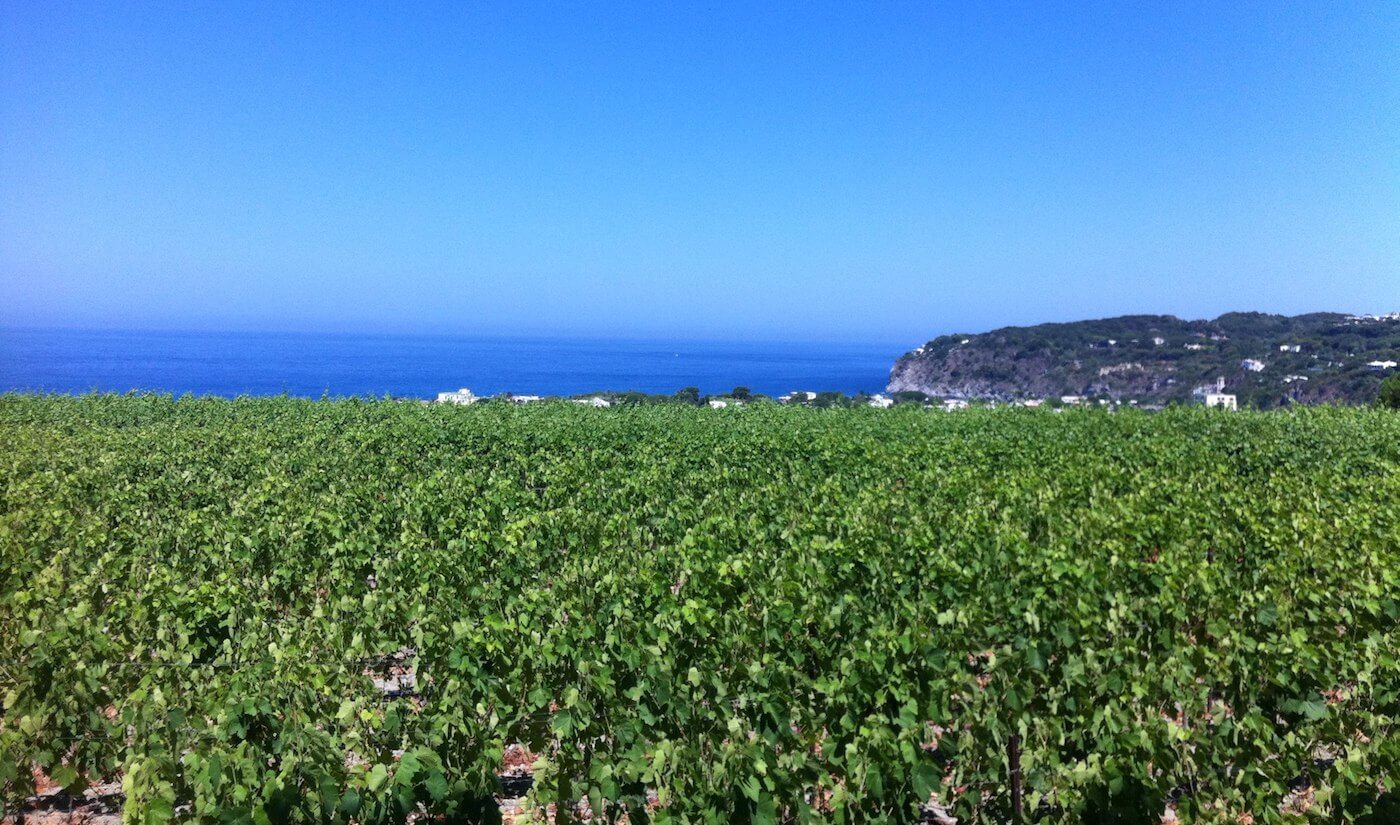 Read more about Ischia DOC