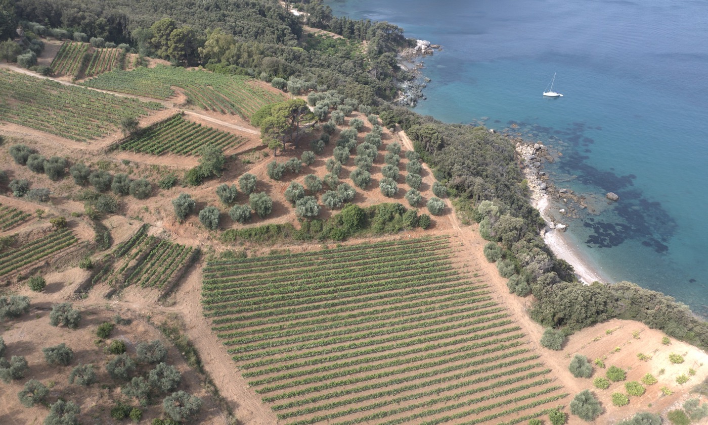 Read more about Maremma Toscana DOC