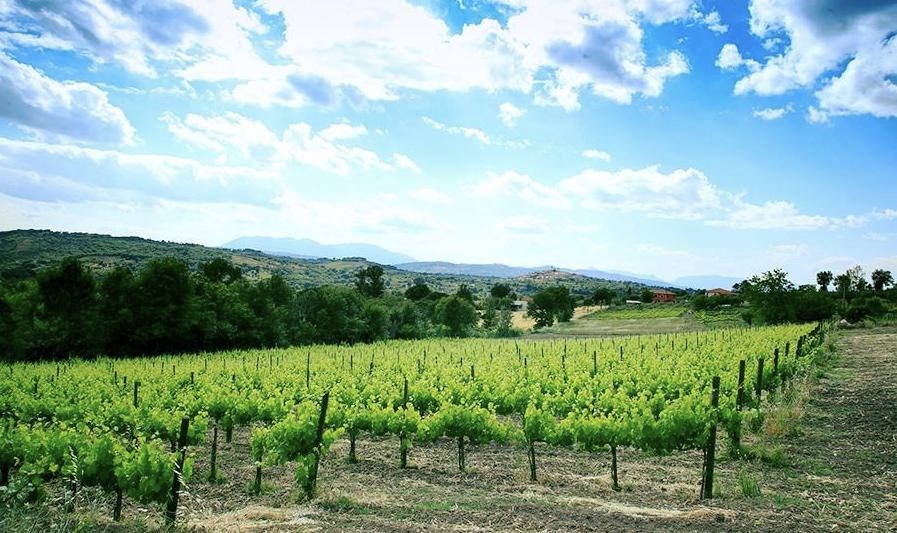 Cantina di Prisco