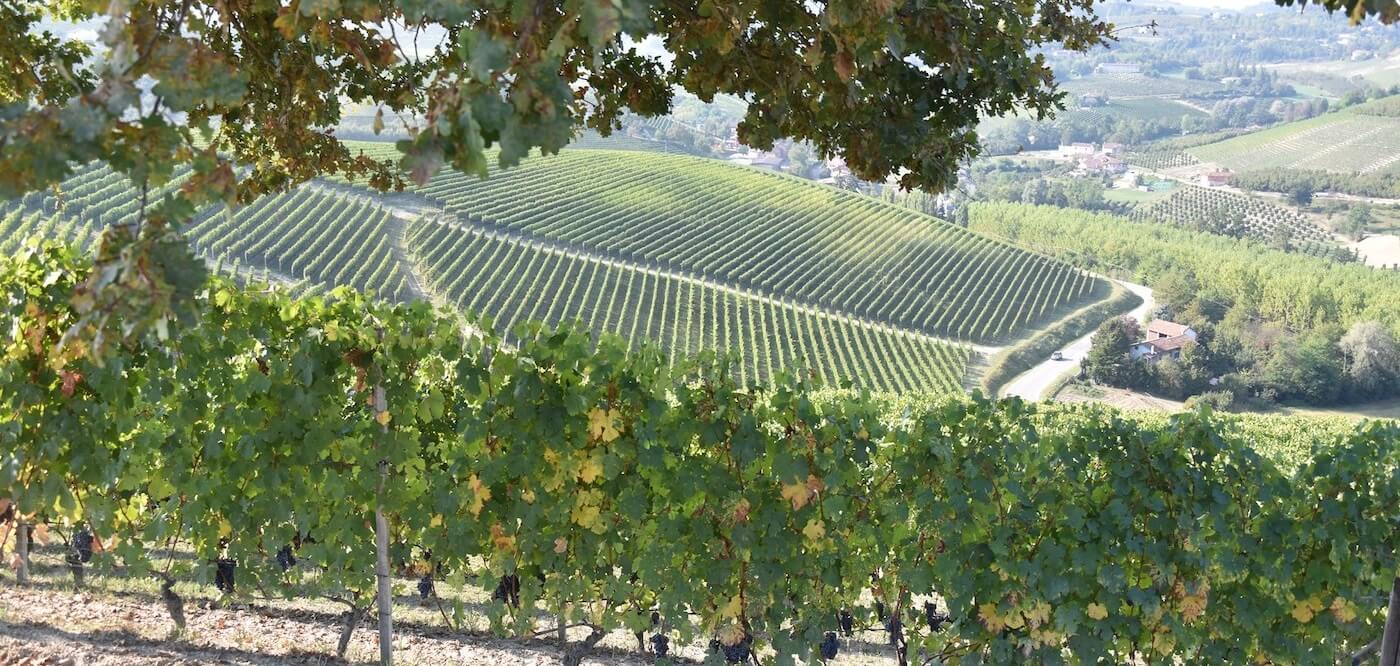 Poderi Colla