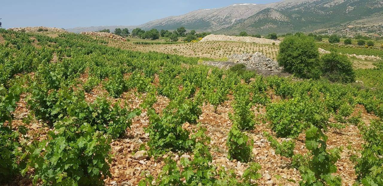 Château Musar Château Musar