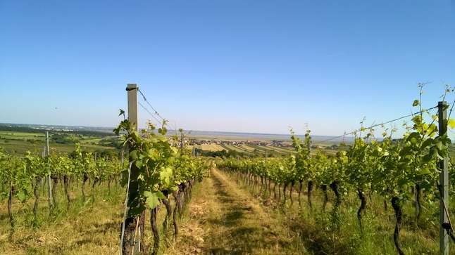 Weingut Kiss