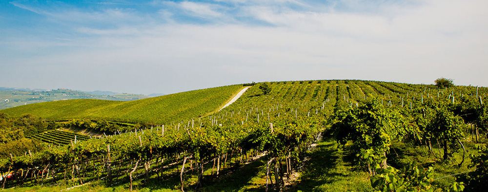 Tenuta Sant'Antonio