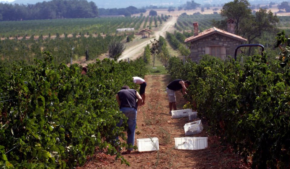 Suvla Wines