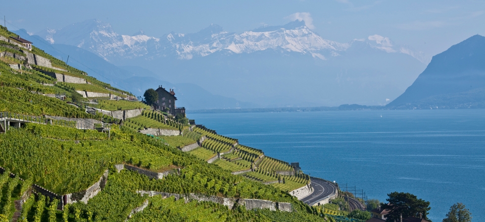 Domaine Louis Bovard