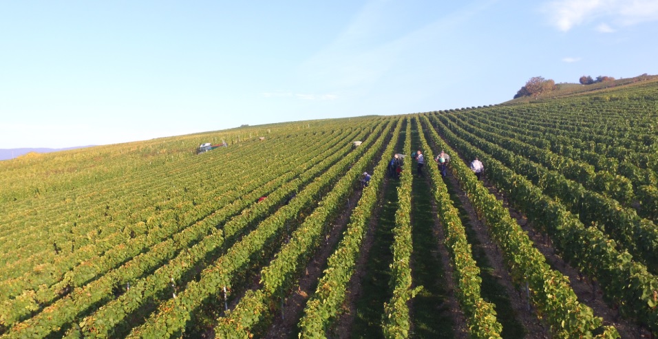 Domaine des Curiades