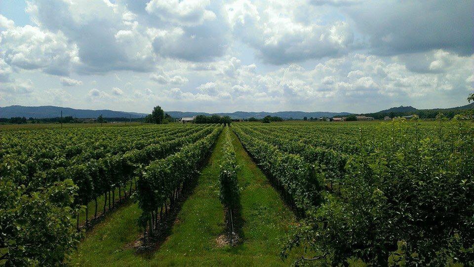 Cantina Tonello