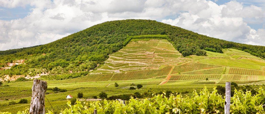 Barta Winery