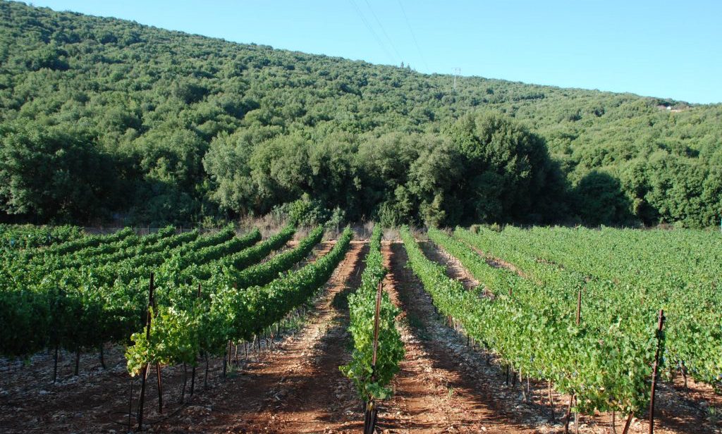 Ashkar Winery