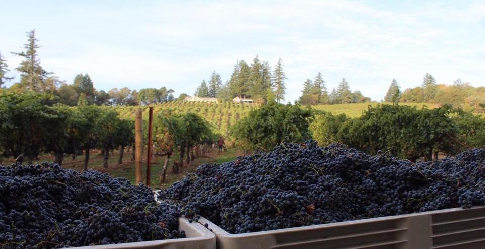 Testa Vineyards