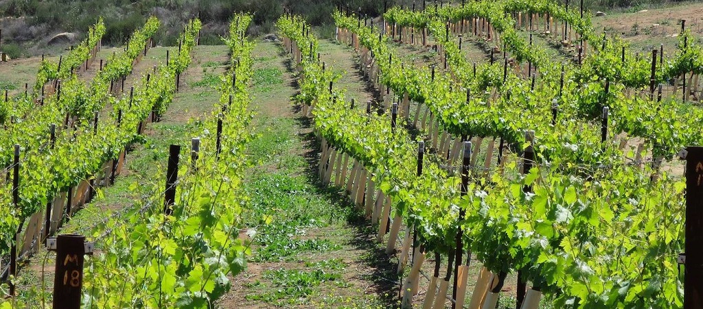 Chuparosa Vineyards