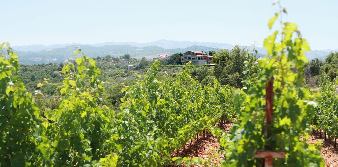Chateau Sanctus - Domaine de Marmama