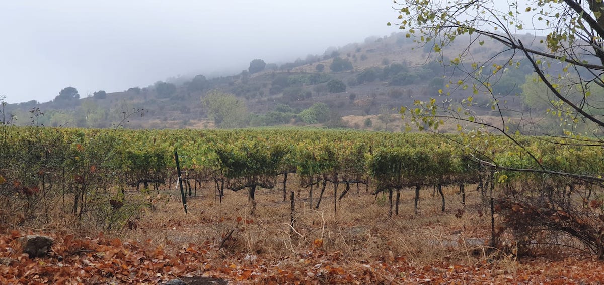 Golan Heights Winery