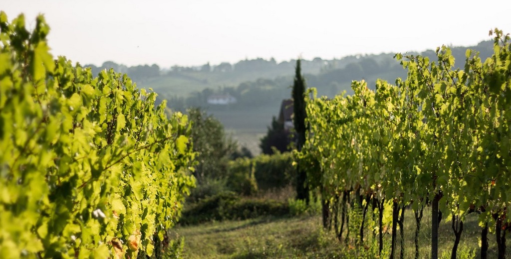 Tenuta La Viola