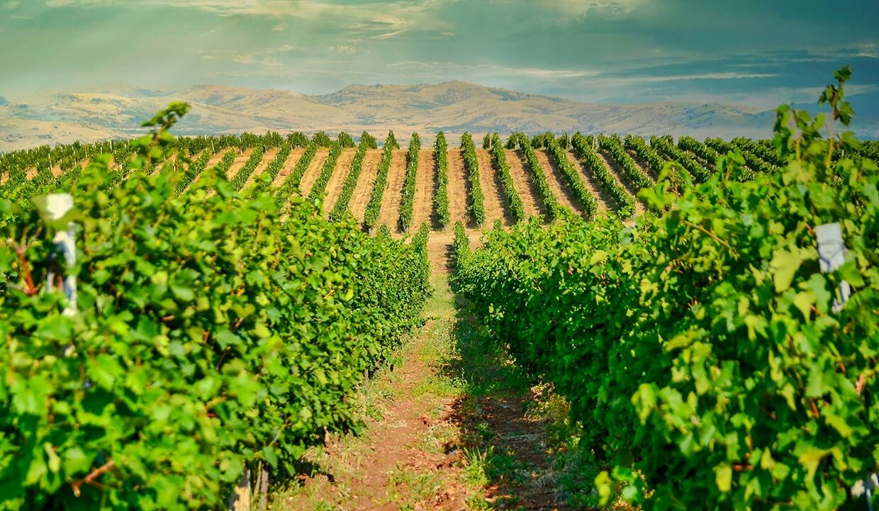 Imako Winery