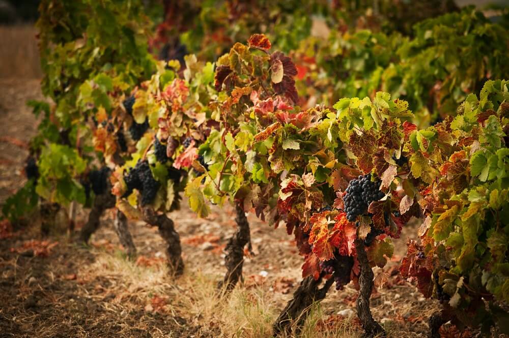 Tenuta Dettori