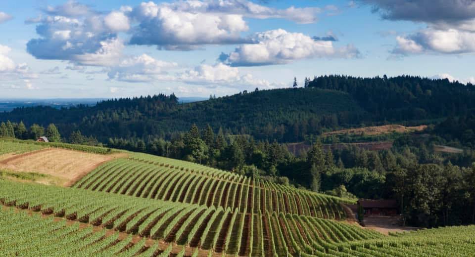Nicholas Vineyard