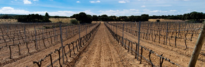 Bodegas Matamangos