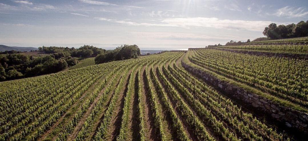 Tenuta Sette Cieli