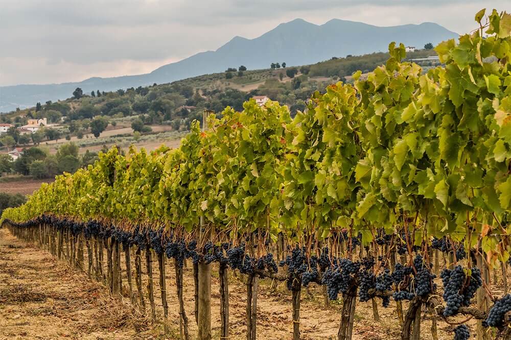 Tenuta Vincenzo Nardone