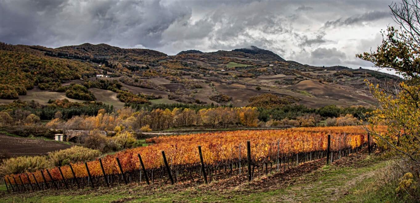 Tenuta I Gelsi
