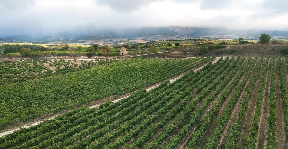 Bodegas Pujanza