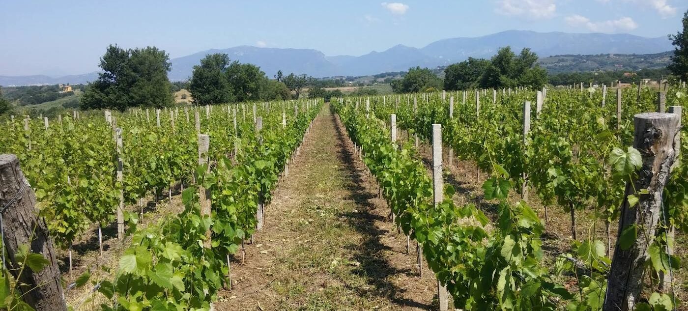 Tenuta Macellaro