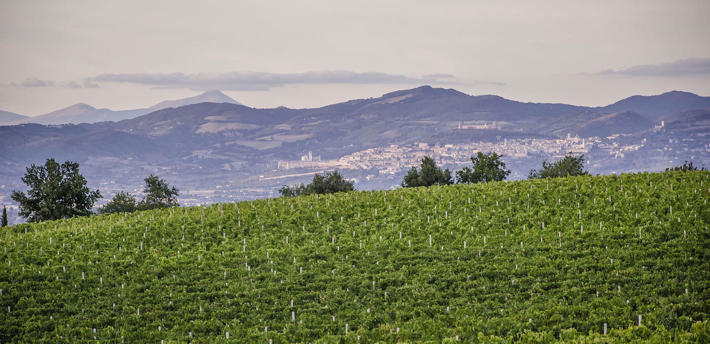 Cantina Benedetti & Grigi