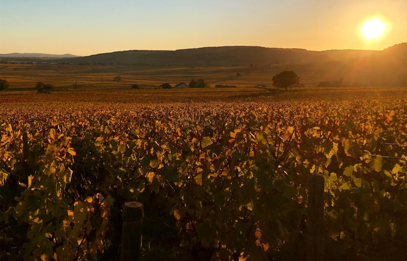 Domaine Chapuis