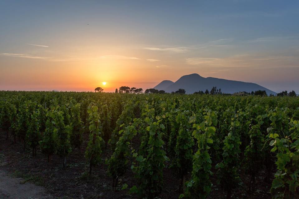 Courtesy of Tenuta di Castellaro