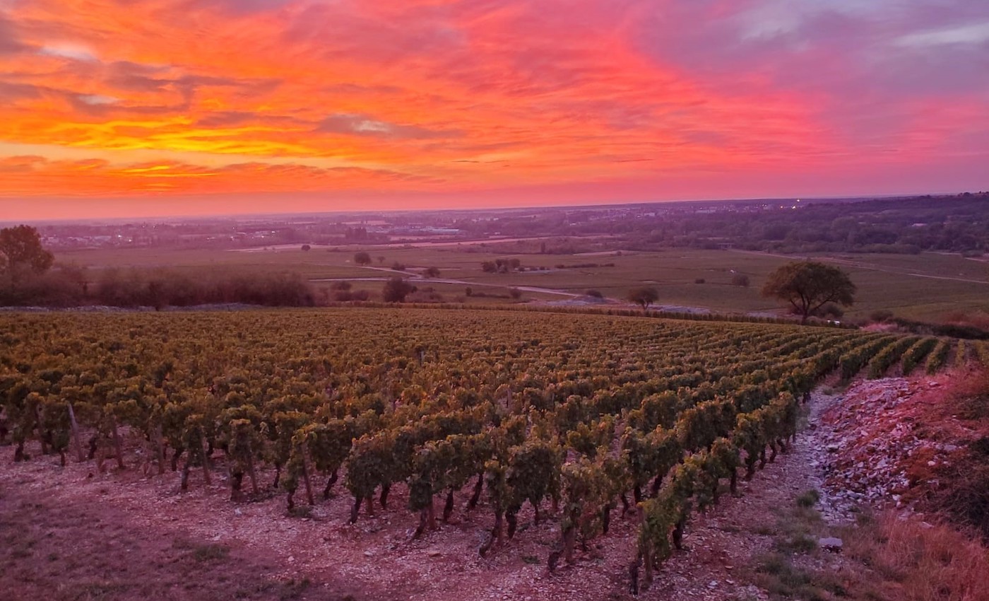 Domaine Michelot