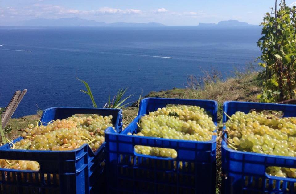 Cantine Antonio Mazzella