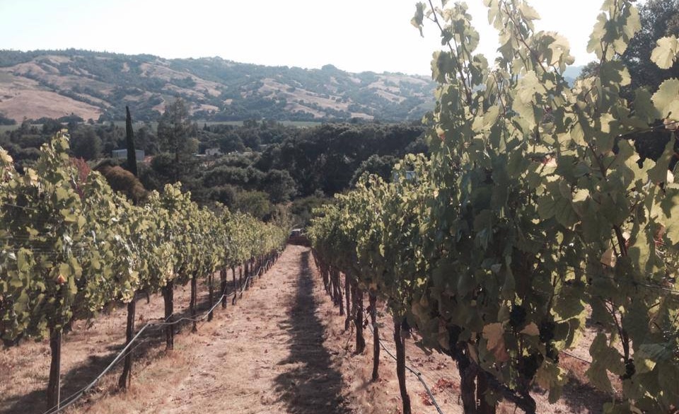 Baxter Winery