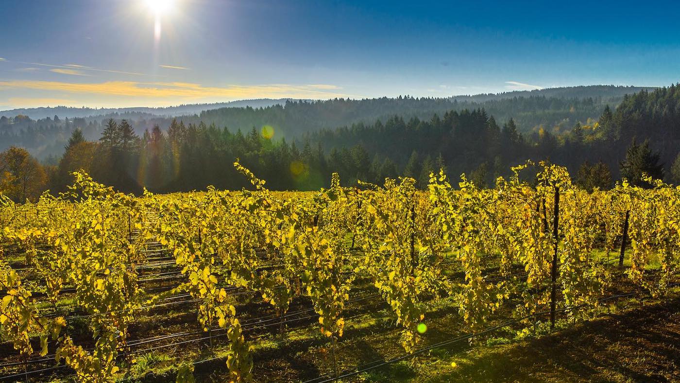 Hamacher Wines