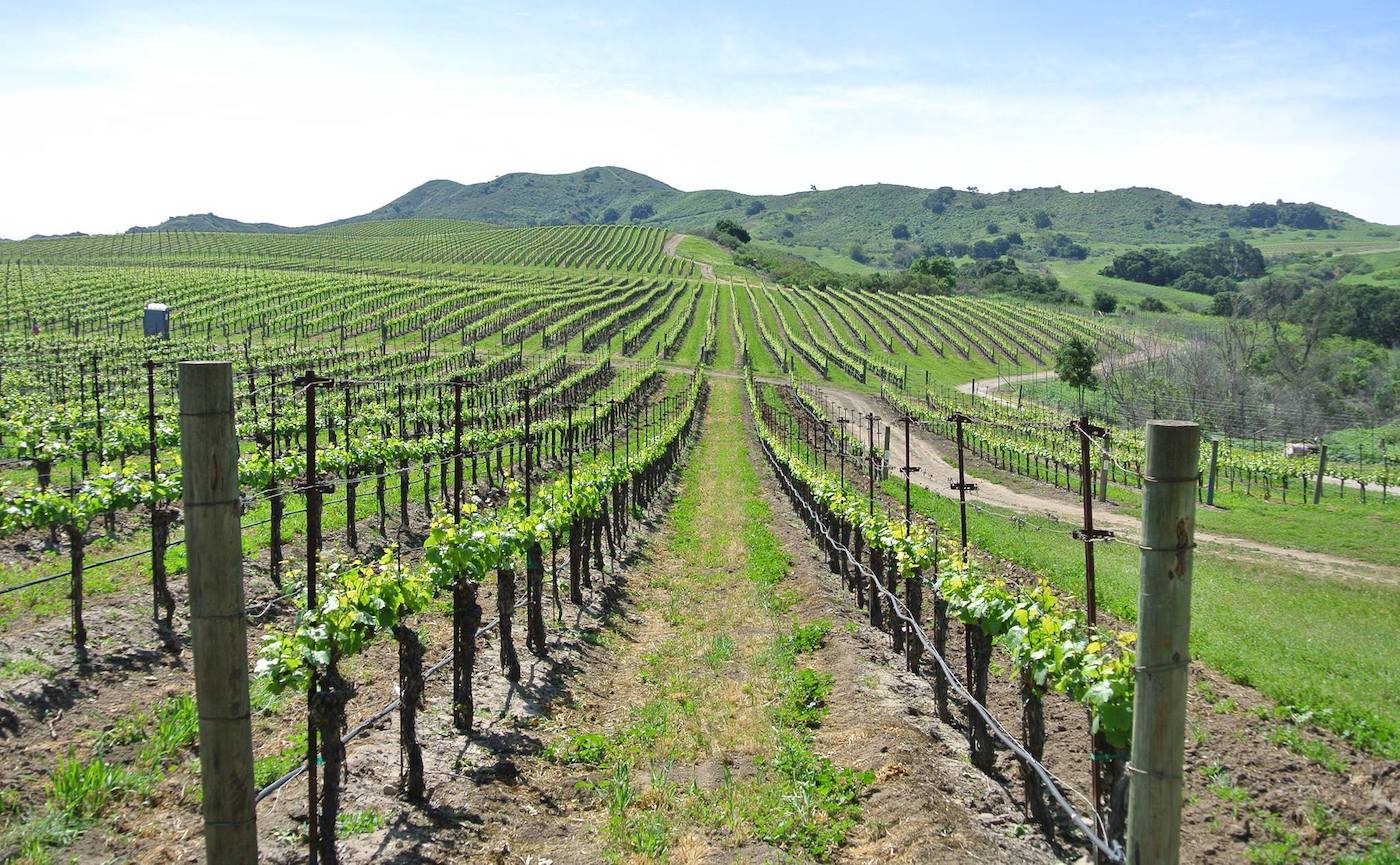 Image courtesy of Gainey Vineyard