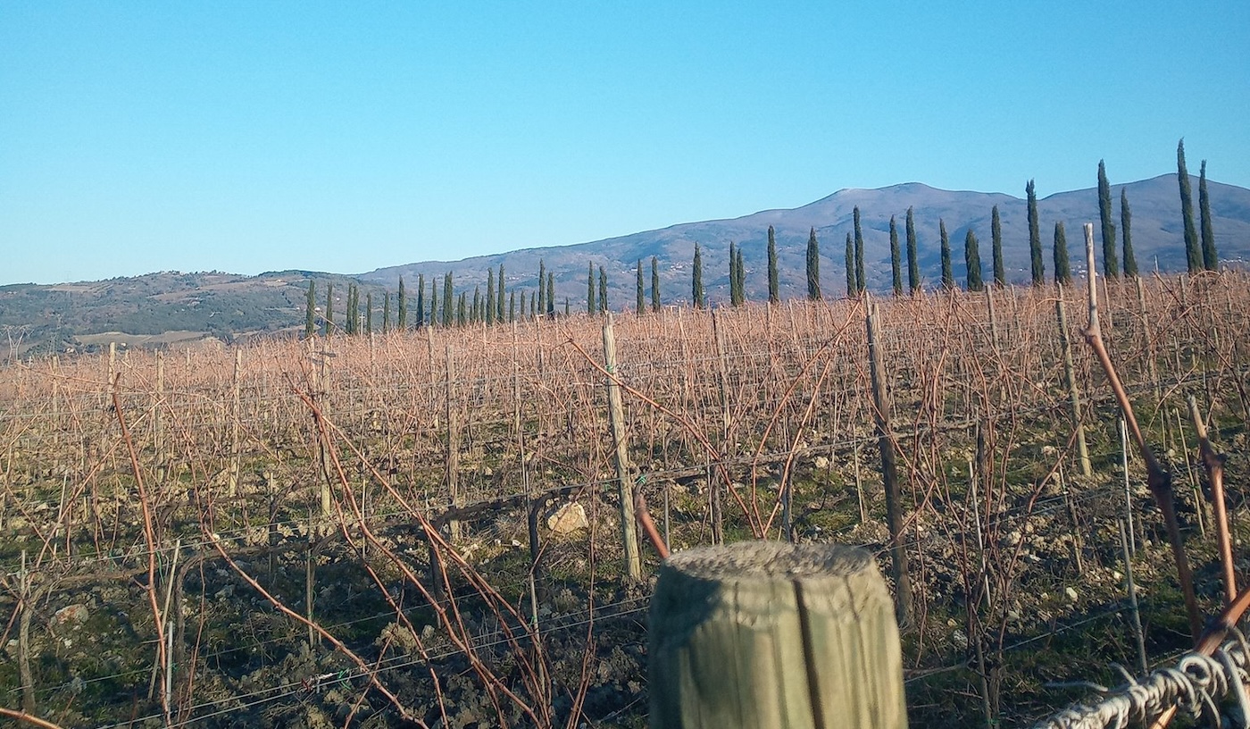 Le Vigne di Andrea Pettini
