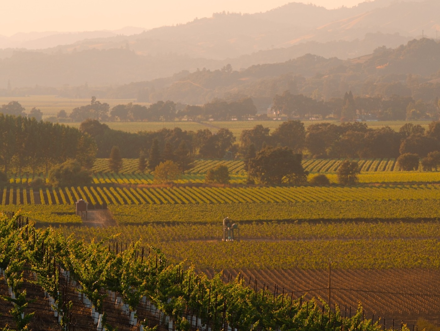 Rodney Strong Vineyards