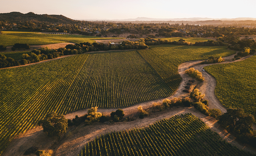 Faust Wines Faust Wines