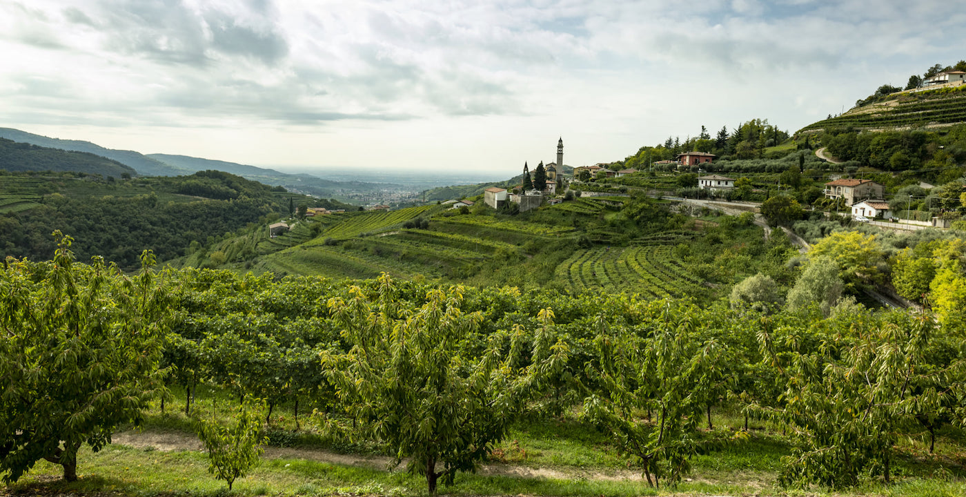 Cantina Bolla
