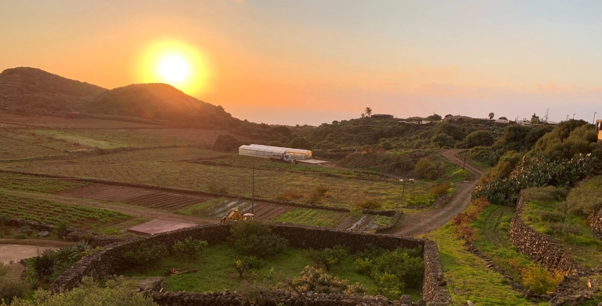 Pantelleria: Sweet Wines of the Black Pearl