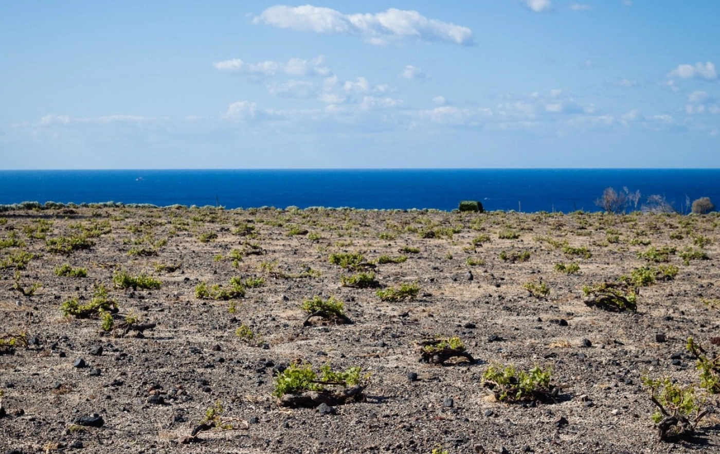 Not Enough Water: What Is The Future Of Santorini’s Wines?