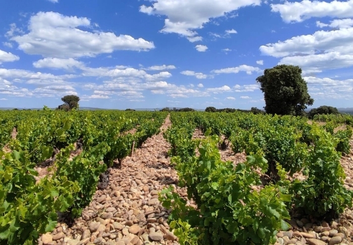 Read more about Southern Rhône